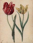 Georg Flegel Two Tulips oil